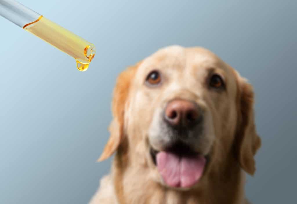 the-benefits-of-cbd-oil-for-dogs
