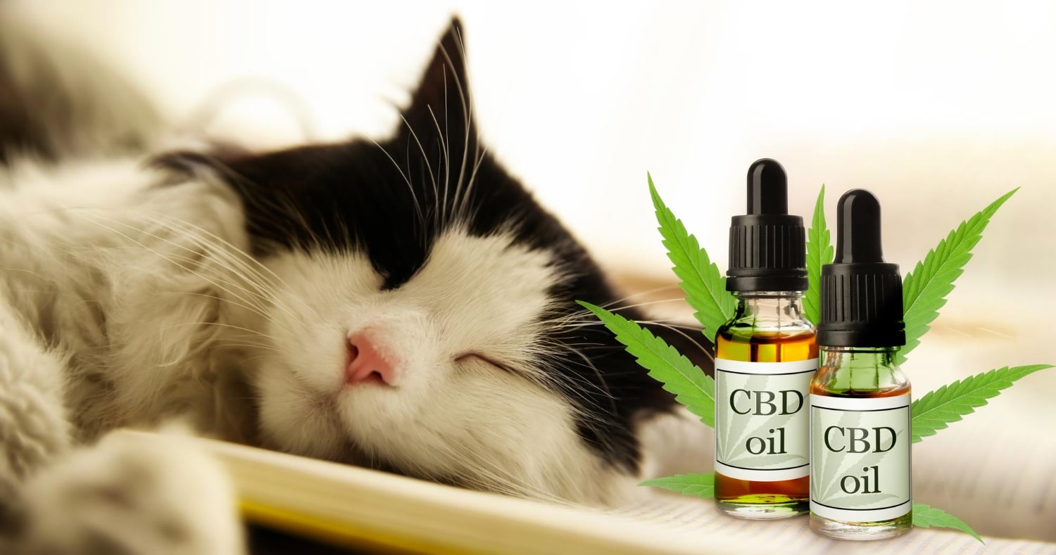 CBD Oil for Cats - Cat CBD Oil