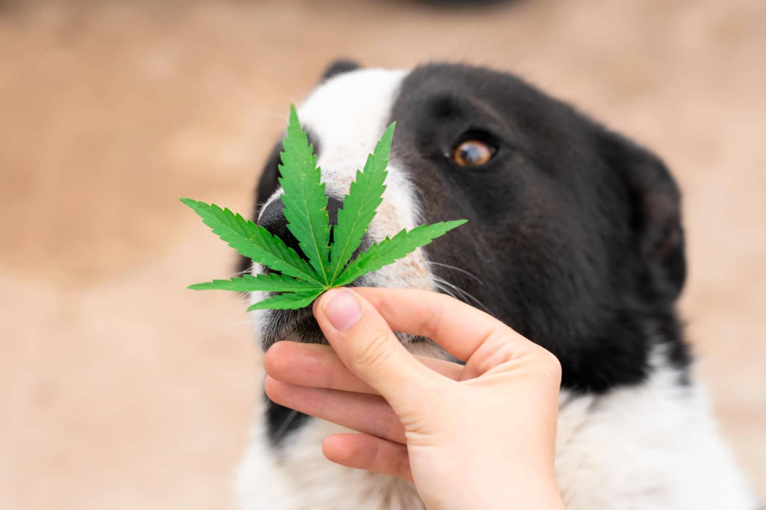 Hemp Oil for Dogs Why It Works and What You Need to Know