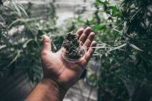 top cannabis strains