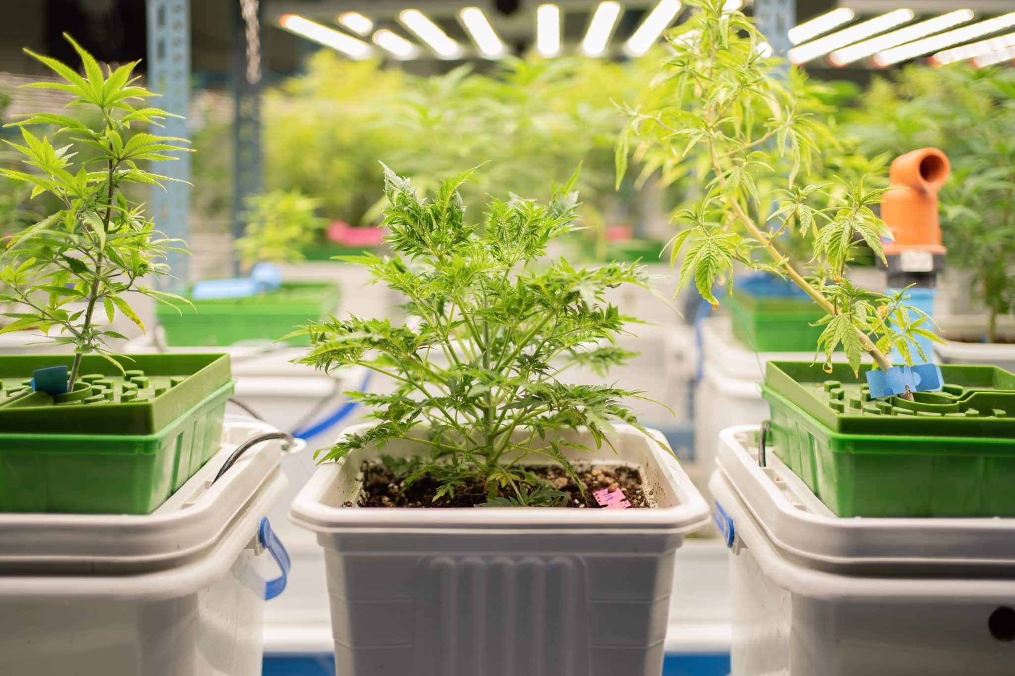 DIY Hydroponics: A Practical Guide for Cannabis Cultivators - ROLL'D