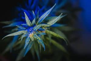ROLLD Cannabis Store Dispensary
