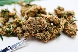 ROLLD Cannabis Store Dispensary